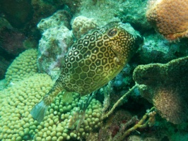 Honeycomb Cowfish IMG 6063